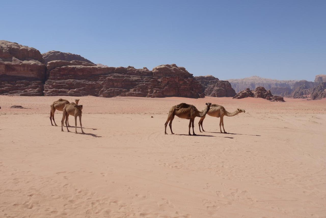 Caravan Station Camp Hotel Wadi Rum Exterior foto